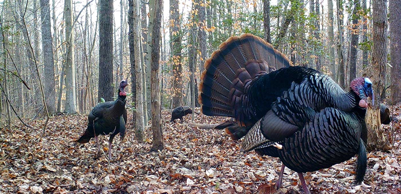 New Spring Wild Turkey Harvest Website Available WSLM RADIO